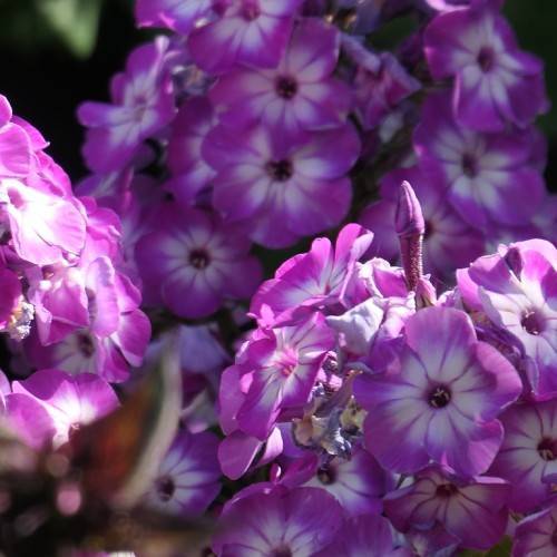 cluster of purple-white, velvety flowers with purple buds