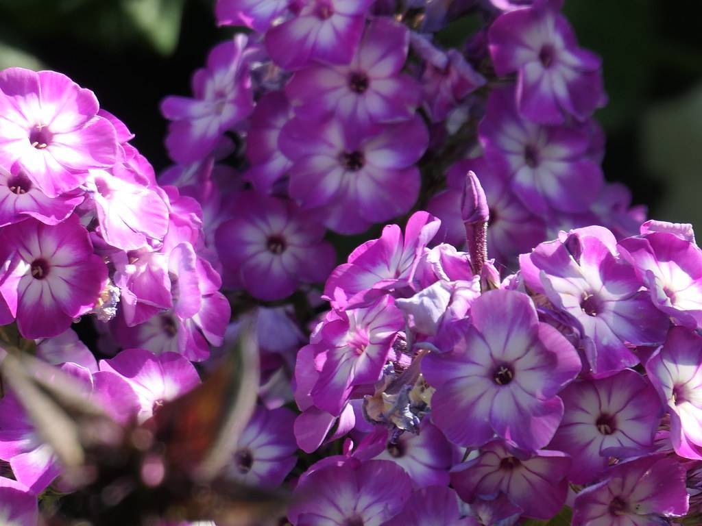 cluster of purple-white, velvety flowers with purple buds