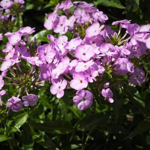 light-purple, saucer-shaped flowers with green, shiny, lanceolate leaves, and green stems