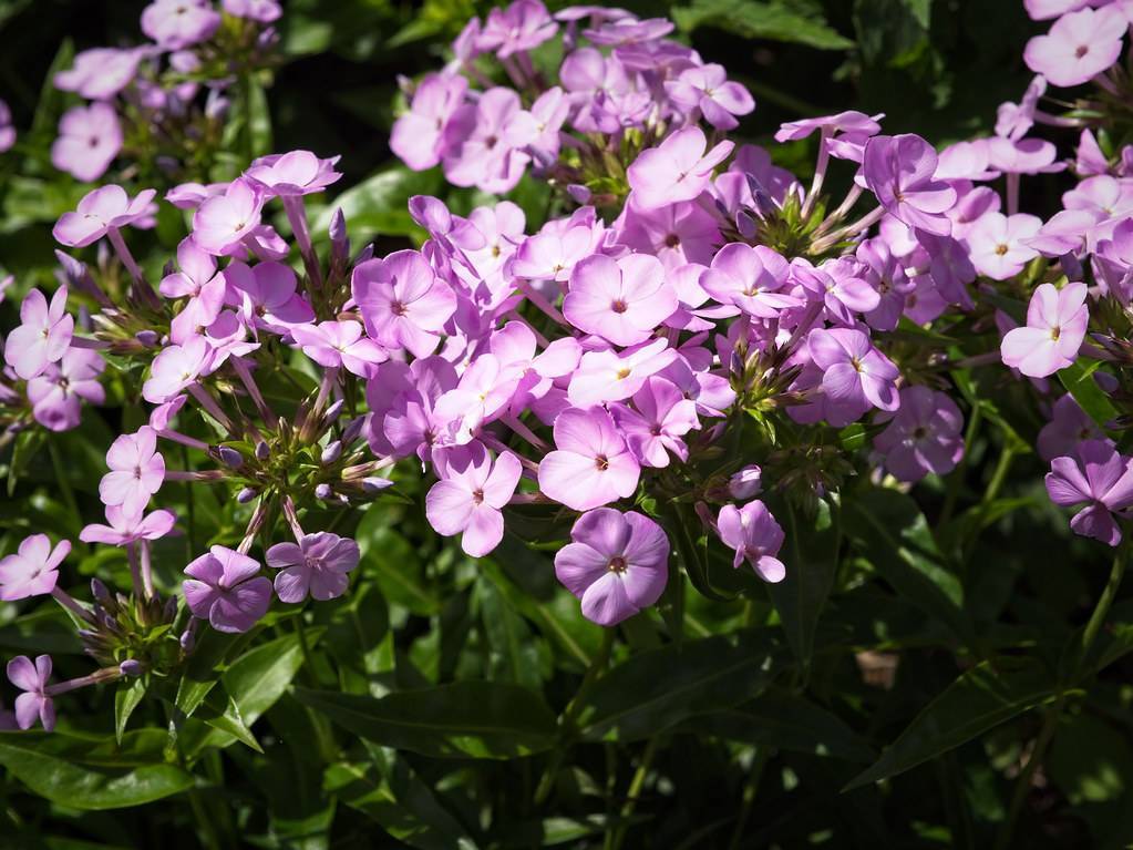 light-purple, saucer-shaped flowers with green, shiny, lanceolate leaves, and green stems