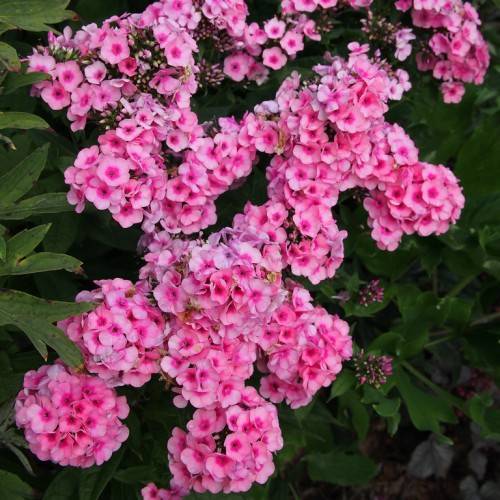 cluster of light-dark-pink flowers with green, three-lobed leaves