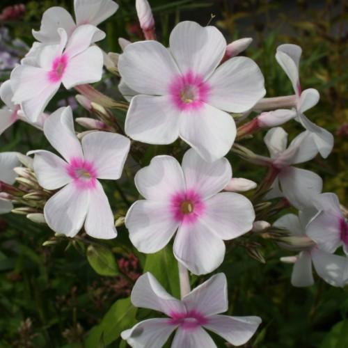 White flower with pink center yellow stigma and anthers, pink-white center and green leaves.