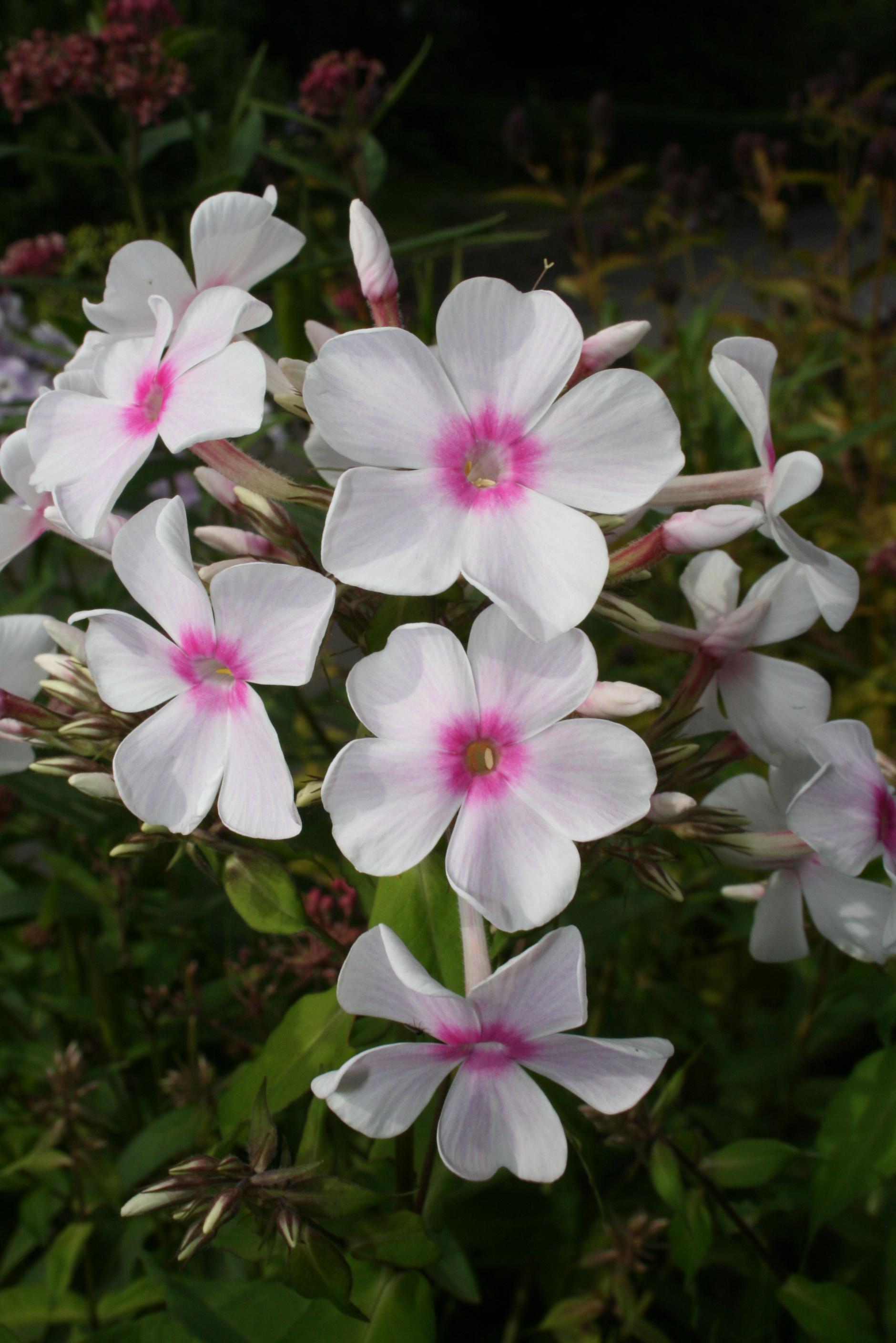 White flower with pink center yellow stigma and anthers, pink-white center and green leaves.