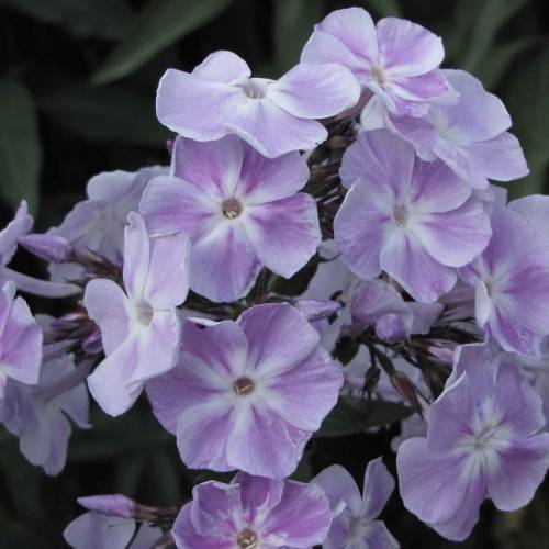 cluster of purple-white, velvety flowers, and purple buds