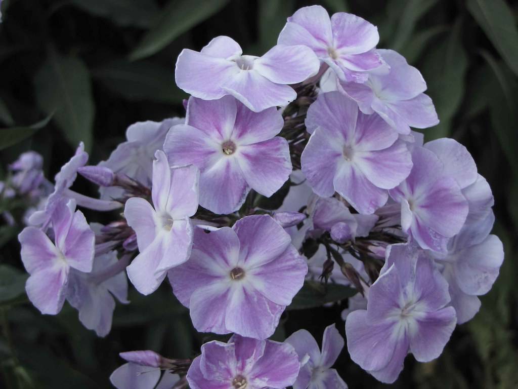 cluster of purple-white, velvety flowers, and purple buds