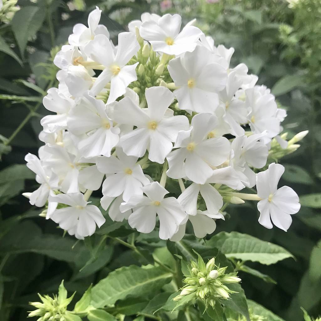 cluster of white, star-like flowers with green sepals, and green leaves