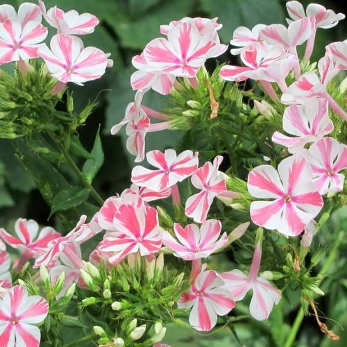 white-pink, star-like flowers with white buds, green sepals, green stems, and green leaves