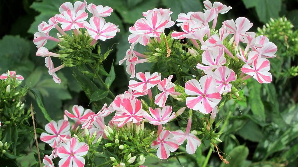 white-pink, star-like flowers with white buds, green sepals, green stems, and green leaves