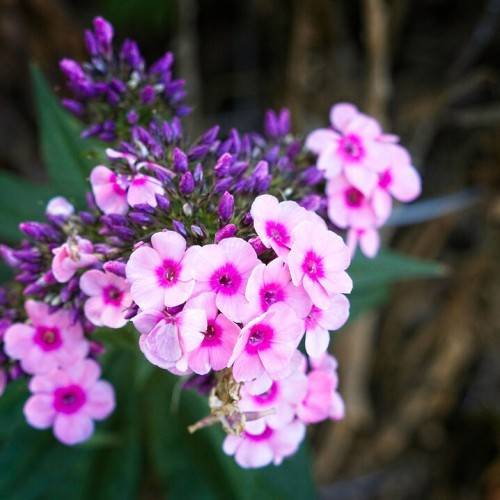 cluster of light-dark-pink flowers with purple-blue buds, and green sepals