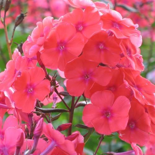 cluster of rose-pink, saucer-like flowers with pink buds, burgundy sepals and stems
