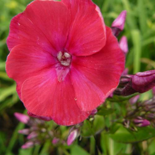 rose-pink, saucer-like flowers with pink buds, burgundy sepals, and green leaves