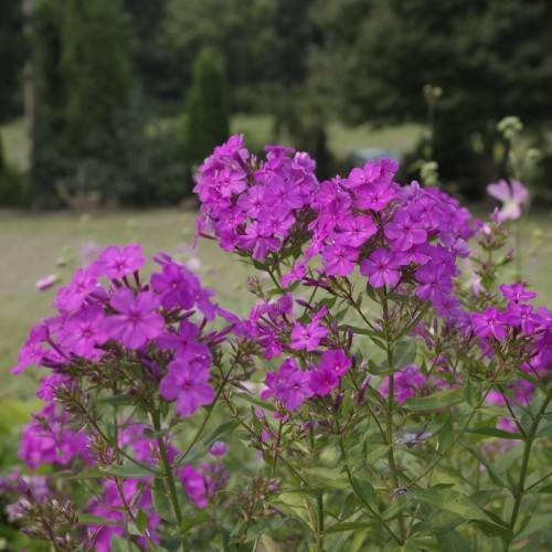 cluster of bright-purple, star-like flowers with green stems, and green, small, lanceolate leaves