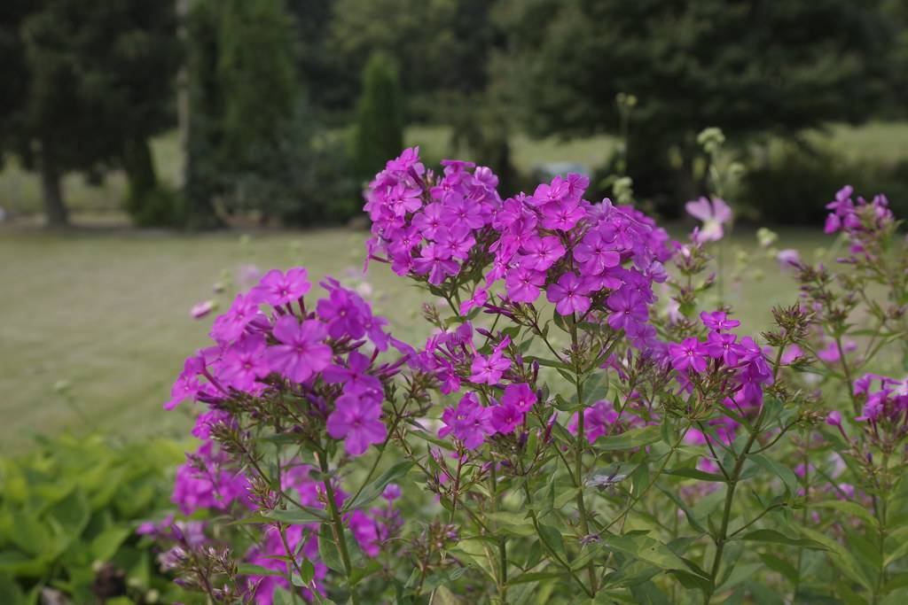 cluster of bright-purple, star-like flowers with green stems, and green, small, lanceolate leaves