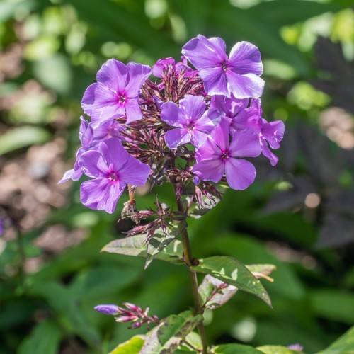 cluster of shiny, purple-white flowers with violet, hairy sepals, purple buds, violet-green stem, and Cr gray-green, ovate leaves