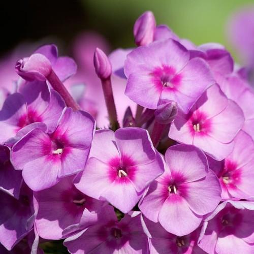 Magenta flower with buds,  pink center, purple petiole, off-white anthers.