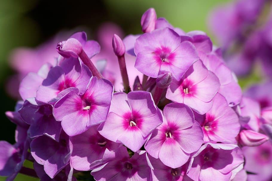 Magenta  flower with pink center, off-white stigma light-pink  anthers and purple petiole.