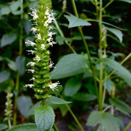 white flowers with lime sepals, dark-green leaves and lime stems