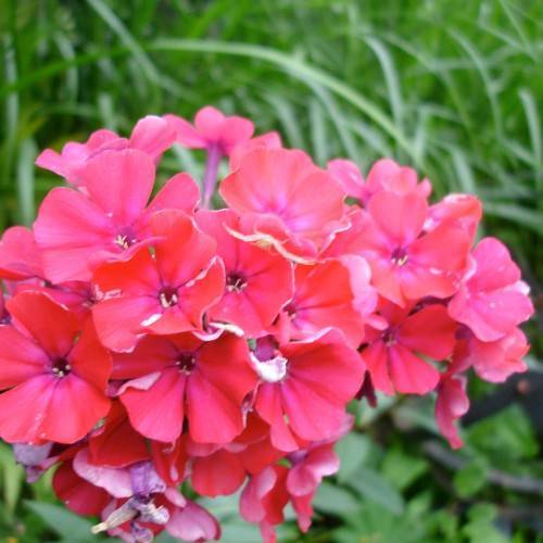 cluster of rose-red flowers with pink petioles