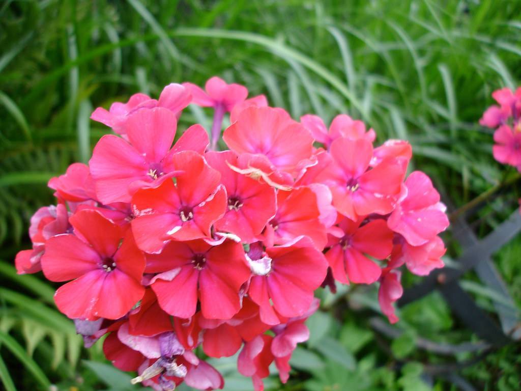 cluster of rose-red flowers with pink petioles