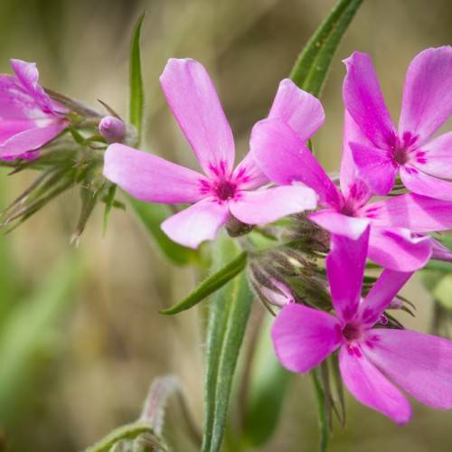 purple, star-like flowers with purple-green, hairy sepals, and leaves