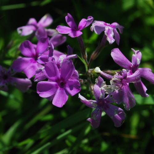 Lavender flower with purple center, white-purple bud, green stems.