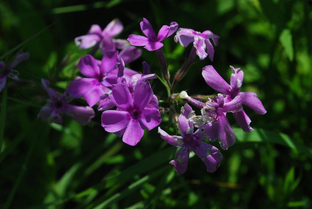 Lavender flower with purple center, white-purple bud, green stems.