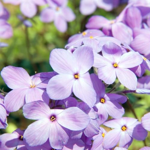 Lavender-purple flowers with yellow stigma and anthers, purple style