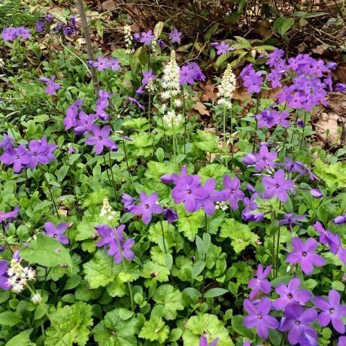 purple, star-like, large flowers with green, shiny, slender stems, and round, shiny, green leaves