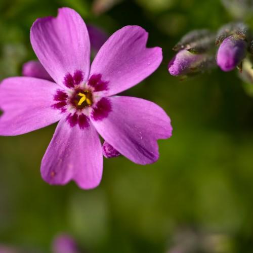 Lavender flower with purple center, purple-green buds, yellow anthers.