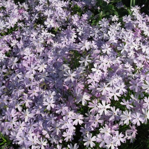 Lavender-white flowers amd green leaves.