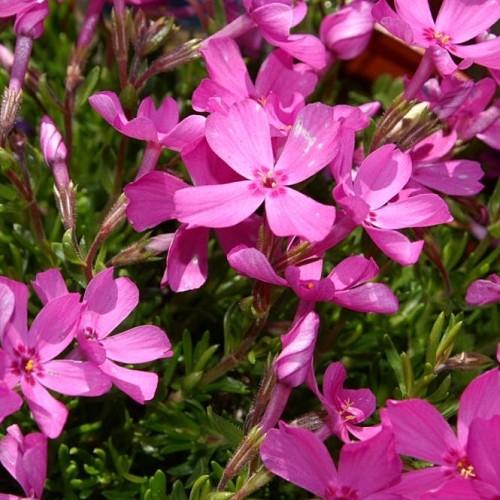 Pink flower with dark-pink center, pink-white buds, green leaves, orange anthers, burgundy stems and white hair.