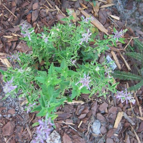 Green leaves with green stems and purple flowers.