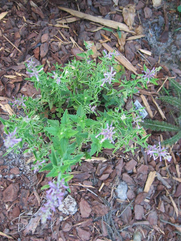 Green leaves with green stems and purple flowers.