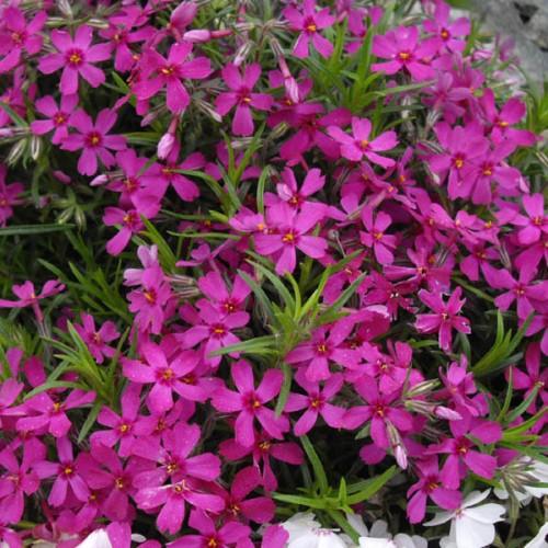 Pink flower with dark-pink center, pink-white buds, green leaves and orange anthers.