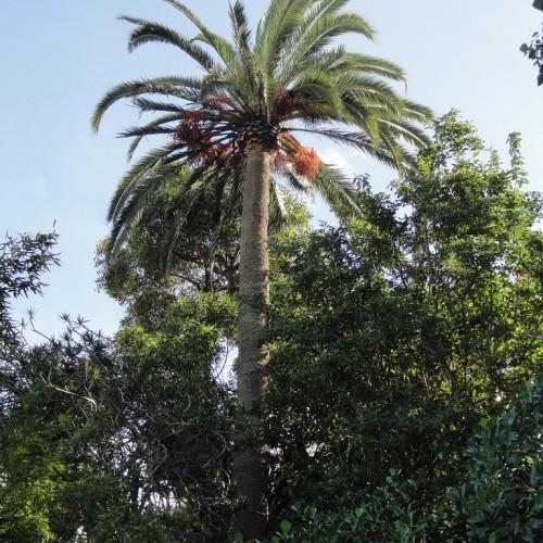 Green crown with white stems and light-brown trunk.