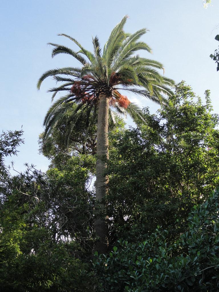 Green crown with white stems and light-brown trunk.