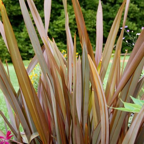 Beige-brown leaves with brown midrib and blades.
