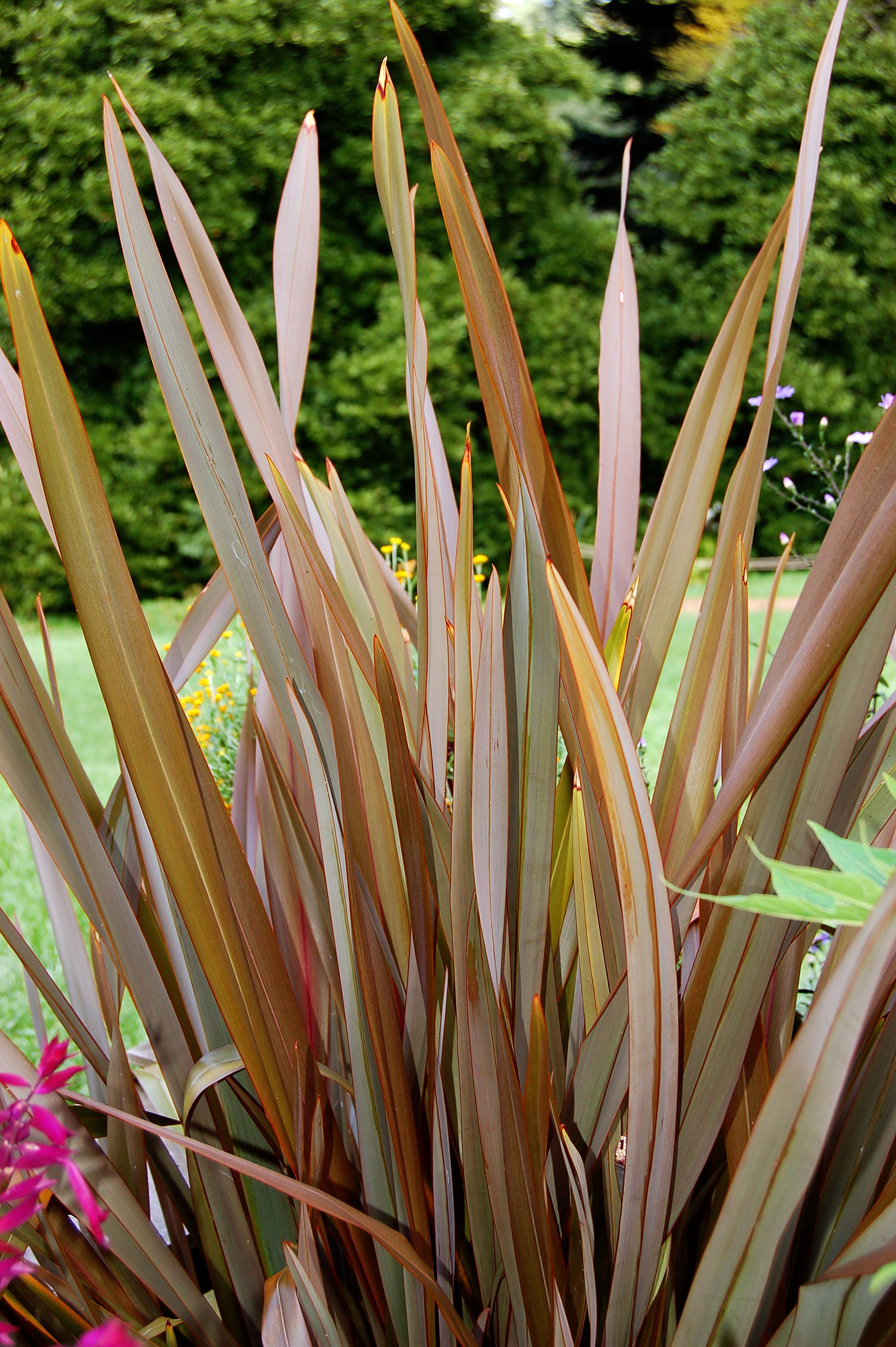 Beige-brown leaves with brown midrib and blades.