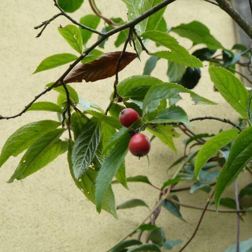 small, red, round, shiny berries, green, shiny, ovate leaves, and woody, black-green stems