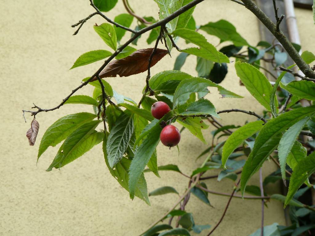 small, red, round, shiny berries, green, shiny, ovate leaves, and woody, black-green stems