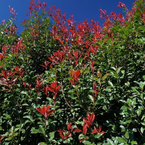 Red flower, with green leaves and beige stems.