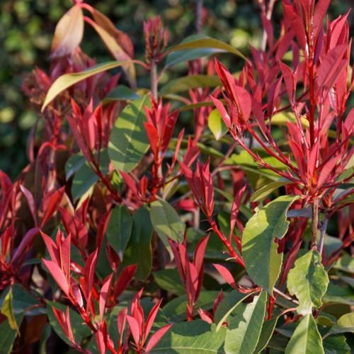 Red leaves with stems.