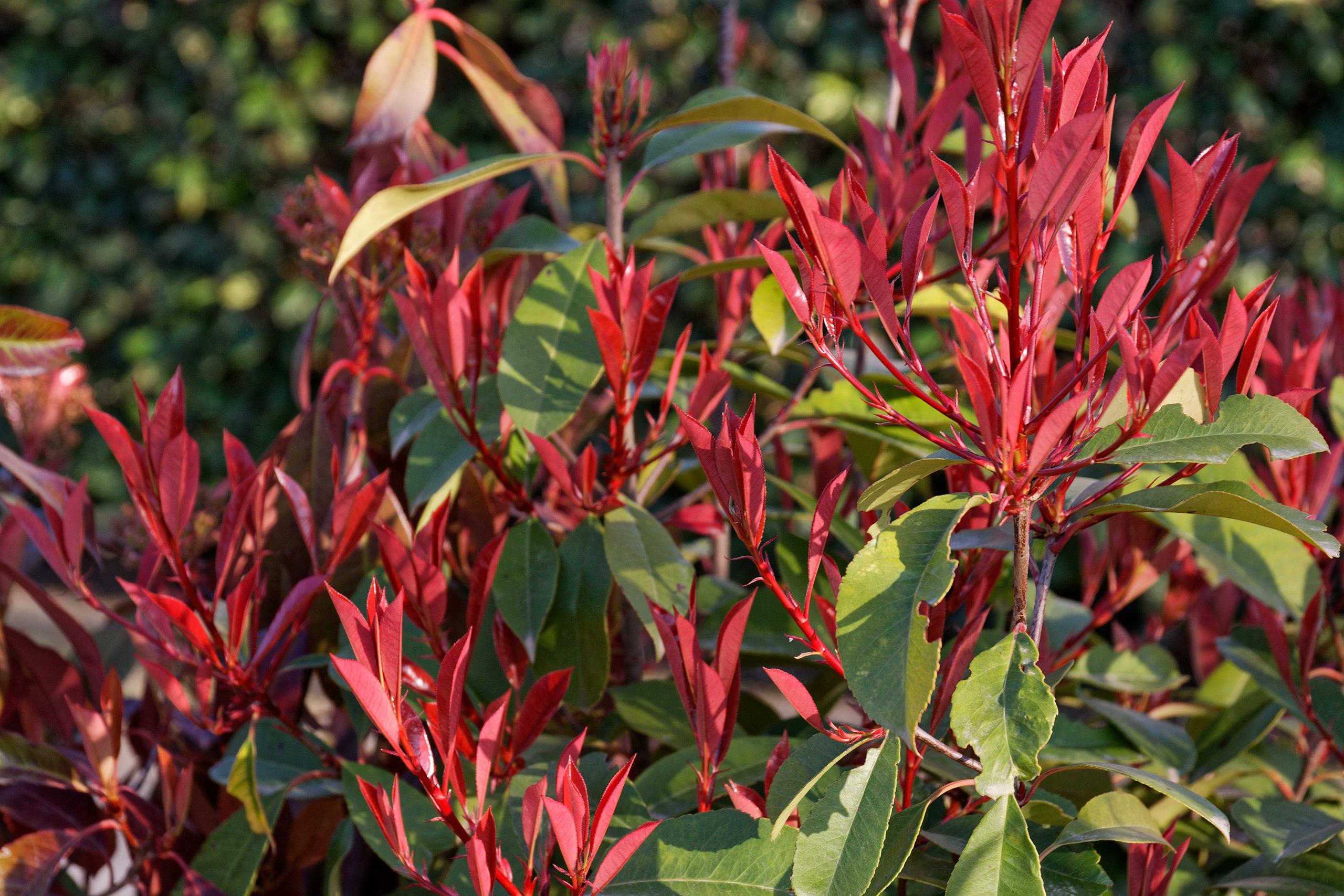 Red leaves with stems.