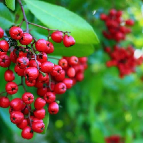 cluster of small, red, round, shiny berries, green, shiny, ovate leaves, and woody, gray-brown stems