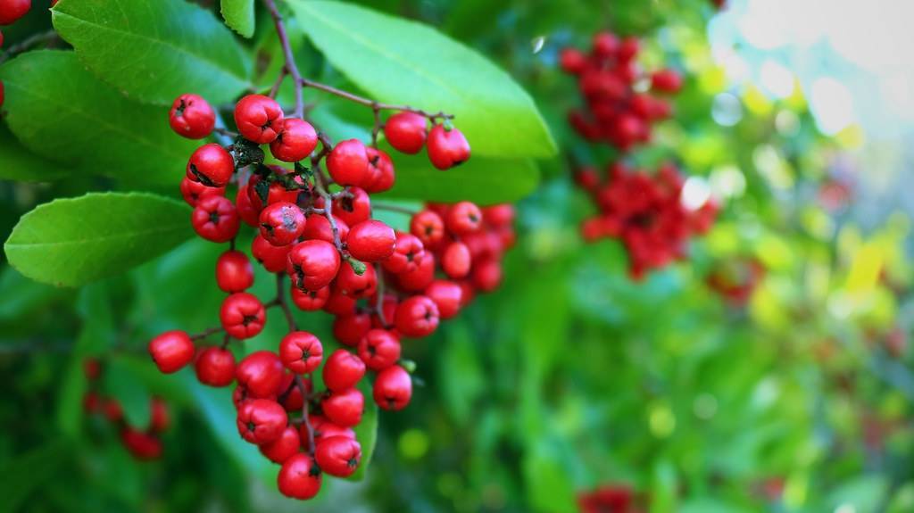 cluster of small, red, round, shiny berries, green, shiny, ovate leaves, and woody, gray-brown stems