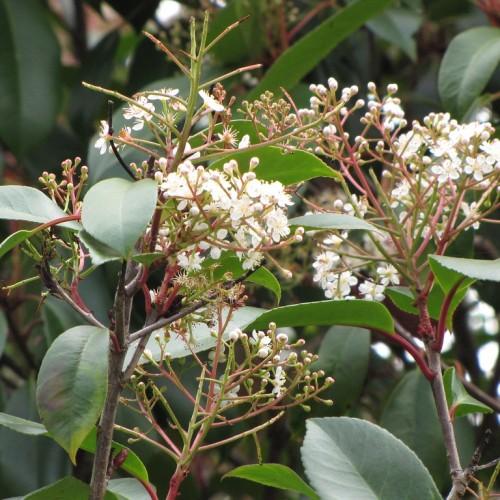 White flowers with buds, yellow center, green-burgundy stems,
burgundy peitole green leaves, gray stems