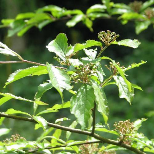 elliptic, green, shiny leaves with green stems, and clusters of green, tiny berries