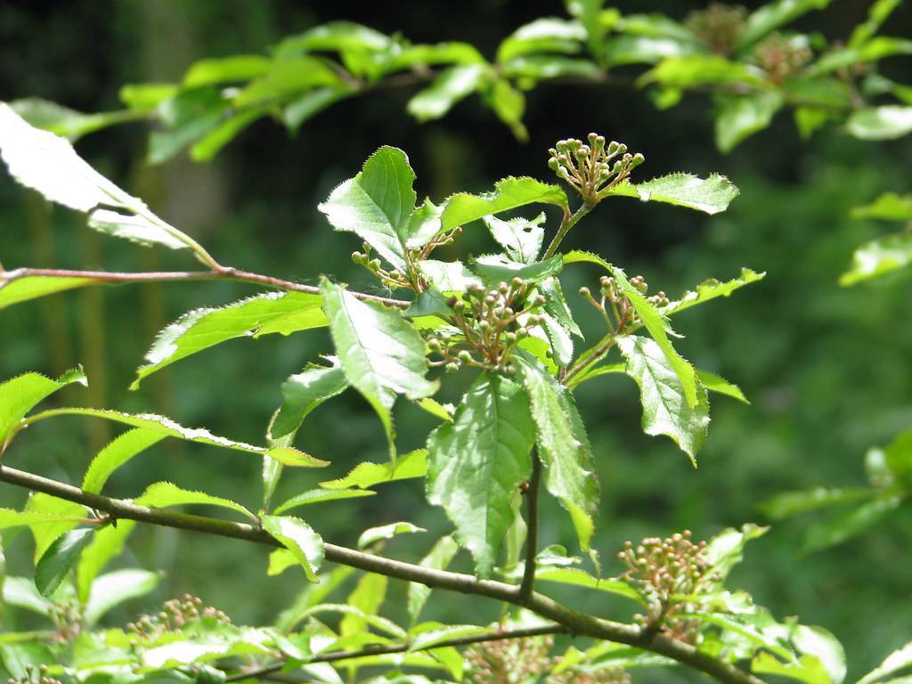 elliptic, green, shiny leaves with green stems, and clusters of green, tiny berries