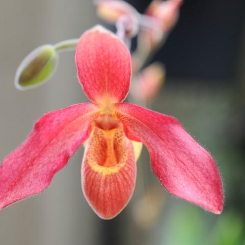 Red-white flower with yellow-red center, white hair, brown-lime buds and stems.