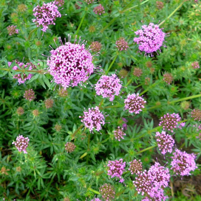 clusters of purple, small, star-like flowers with slender, green, shiny stems, and blue-green, lanceolate leaves